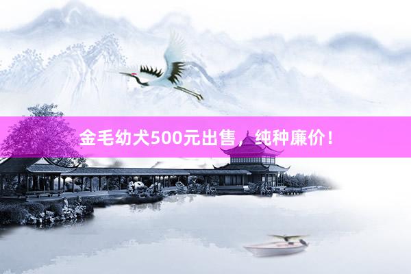 金毛幼犬500元出售，纯种廉价！
